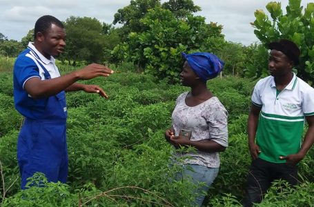 Vegetable farmers in Pusiga district call for PFJ support
